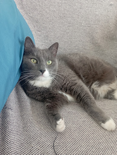 Consulta Veterinaria Sorbas – Sorbas