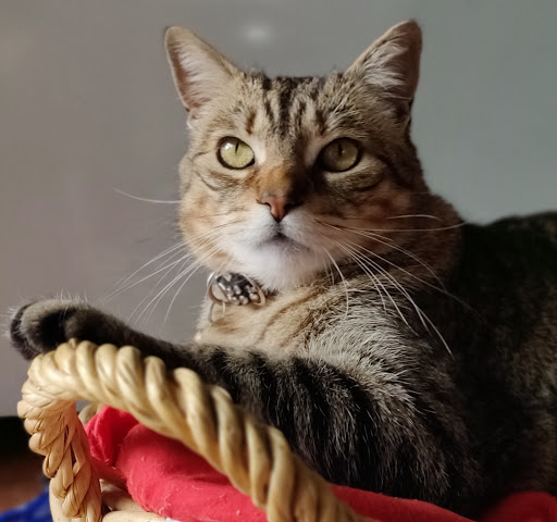 Consulta Veterinaria Vidal – Muros de Nalón