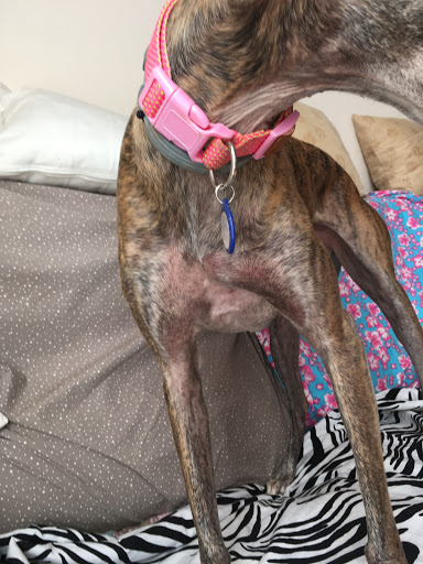 Consulta Veterinaria – Motilla del Palancar