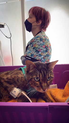 Consultorio Veterinario Erandio – Altzaga