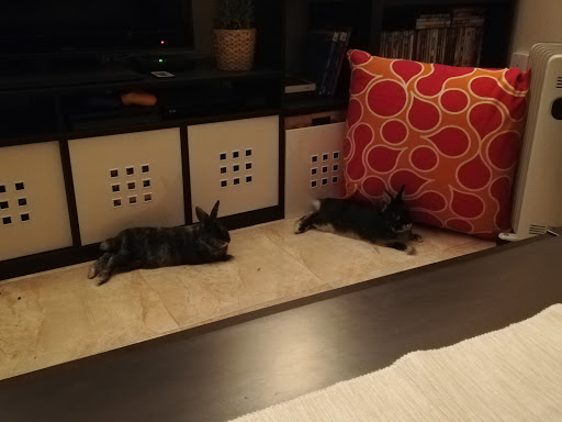 Consultorio Veterinario Exotics I Mes – Palma