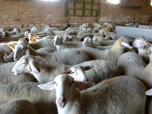 Consultorio Veterinario Maruxa Sánchez Trenado – Fontanarejo