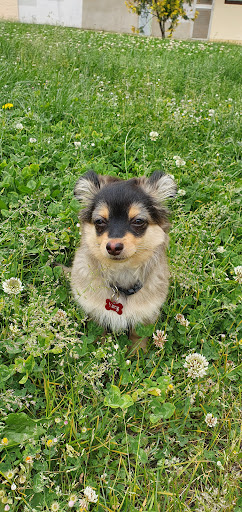 Consultorio Veterinario Reservanimal (Reserva Animal) – Burgos