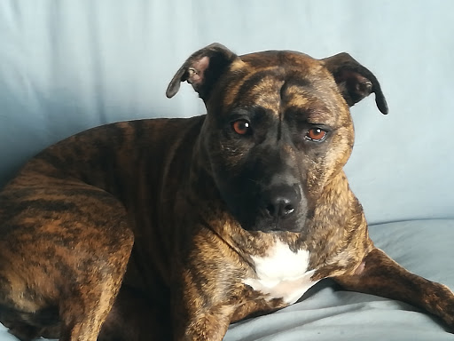 Consultorio Veterinario Trullas – Alginet