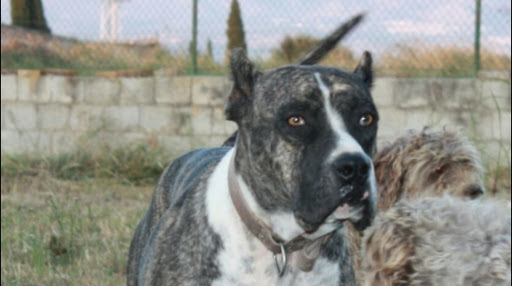 Consultorio Veterinario Tunana – San Roque