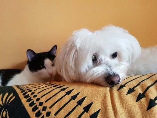 Cotas Clínica Veterinaria – Palma