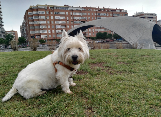 Country House Clínica Veterinaria – Madrid