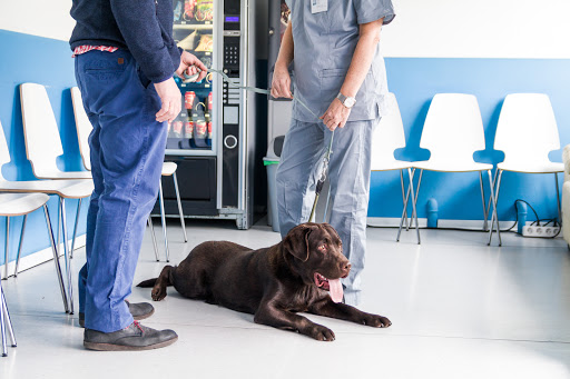 Db Diagnostico Por Imagen Veterinario – Alcorcón