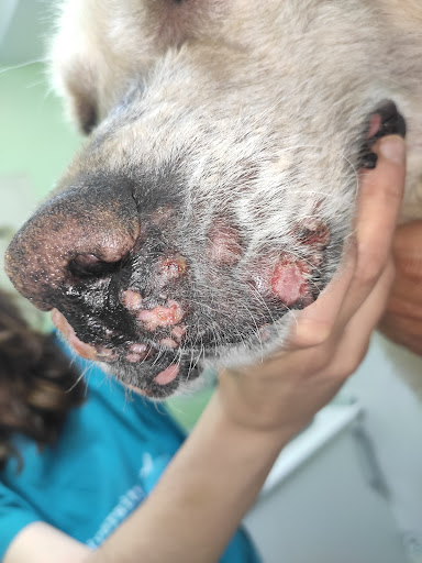 Dermatovet – Sandra García Dermatología Veterinaria – Madrid