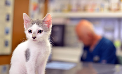 Dovet Clínica Veterinaria – Badajoz