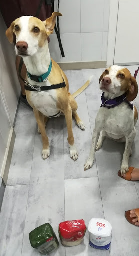 Draco Clínica Veterinaria – Madrid