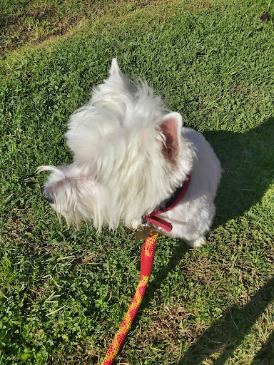 Dyrvet Veterinaria – Madrid