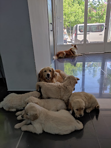 El Passeig Clínica Veterinaria – Xàtiva