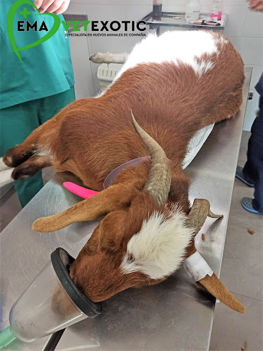 Emavetexotic, Clínica Veterinaria Animales Exóticos – Palma