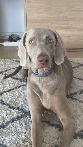 Equican Veterinaris Veterinario Domicilio (Calafell y Baix Penedès) – Calafell