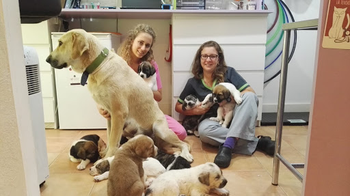 Equipo Veterinario Isabel Priego – Tielmes