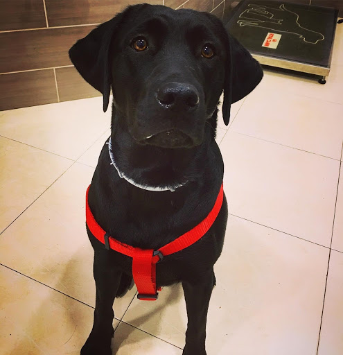 Evet Clínica Veterinaria – Valencia