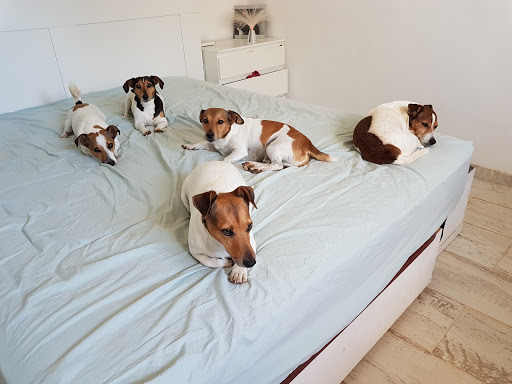 Exòtics I +, Clínica Veterinaria En Llucmajor – Llucmajor