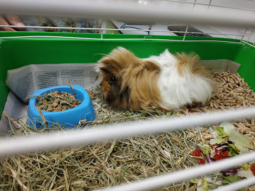 Exòtics Veterinaria – Barcelona