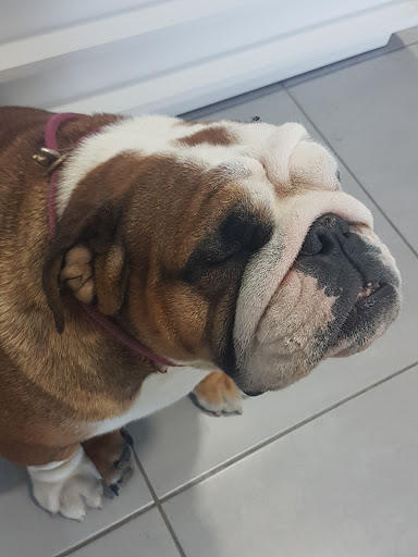 Fernando Palomo Clínica Veterinaria – Gines