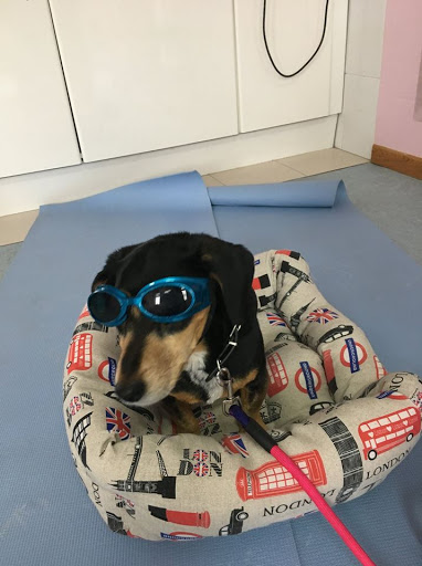 Fisiocanis: Rehabilitación y Fisiatría Veterinaria – Burgos