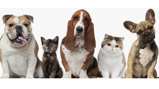 Friends Clínica Veterinaria – Rincón de la Victoria