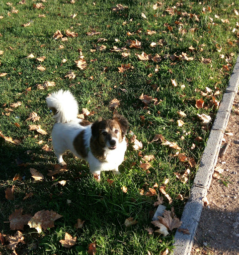Gandhi Clínica Veterinaria – Úbeda