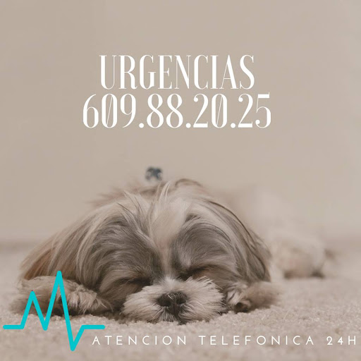 Gat I Gos Veterinaris, S.l – Gandia