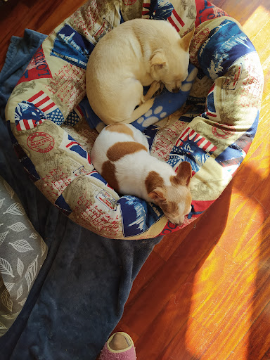 Girbet Serveis Tecnics Veterinaris – Camprodon