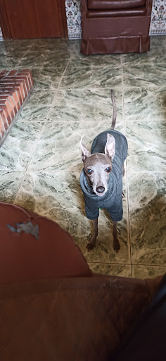 Globalvet Servicios Veterinarios – Zalamea de la Serena