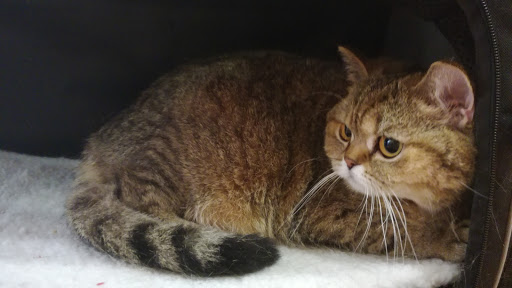 Gràcia Veterinaris – Barcelona