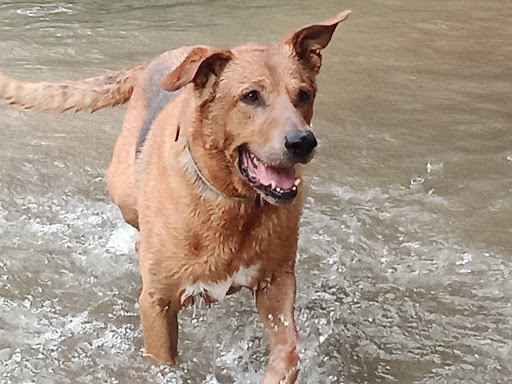 Guau Veterinaris – La Pobla de Vallbona