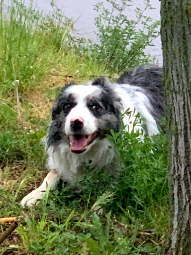 Guzman El Bueno Clínica Veterinaria – Madrid