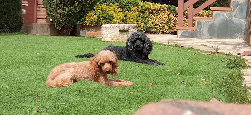 Gvet – Centre Veterinari – Sant Pere de Vilamajor