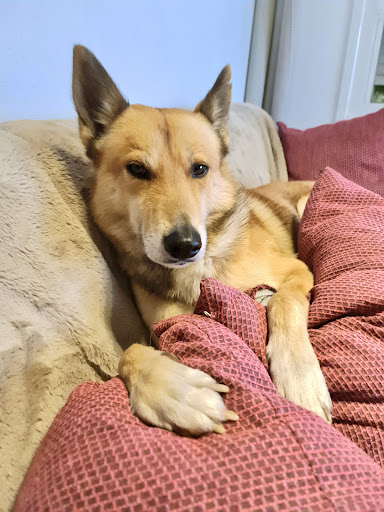 Happy Pet Clínica Veterinaria – Vecindario