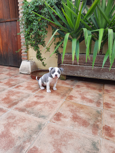 Horse Racing Clínica Veterinaria – Granada