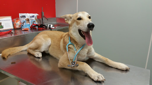 Hospital Clínico Veterinario Ultramar 24h – Ferrol