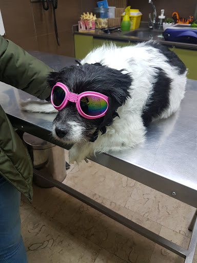 Hospital Veterinario Asturias – Gijón