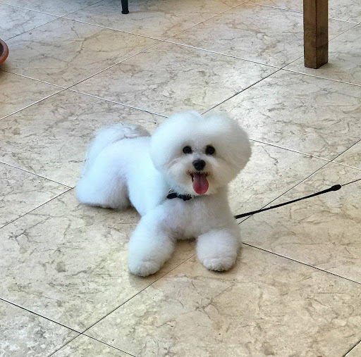 Hospital Veterinario Colón – Linares