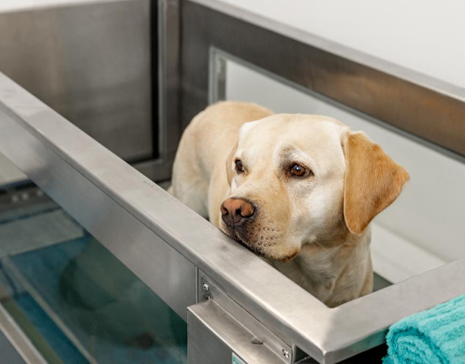 Hospital Veterinario Conde Orgaz – Madrid