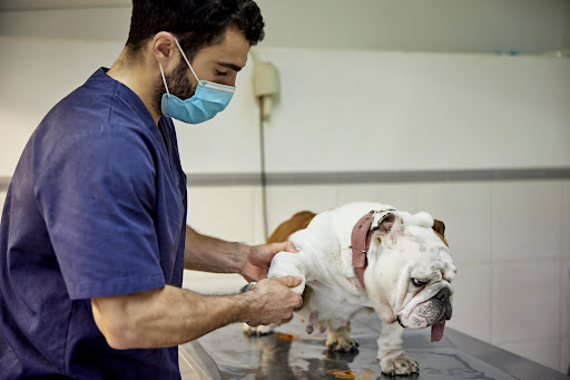 Hospital Veterinario Desvern – Sant Just Desvern