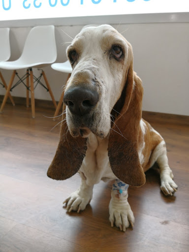 Hospital Veterinario East Malaga – Torre del Mar