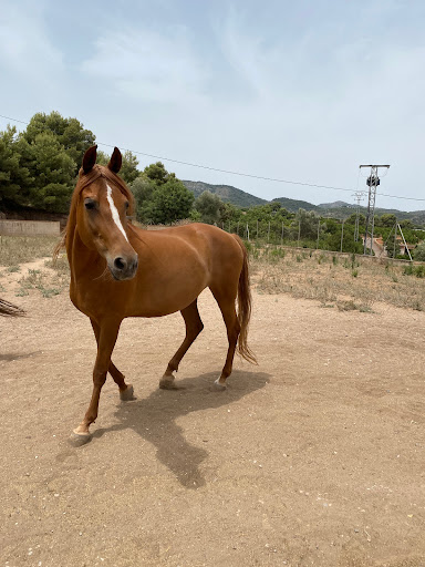 Hospital Veterinario Equino Hipicvet Óscar Quemades – La Vilavella