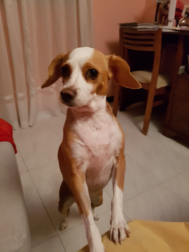 Hospital Veterinario Guadiamar – Sanlúcar la Mayor