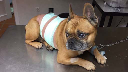 Hospital Veterinario Jungle Vets 12 Horas – Rincón de la Victoria