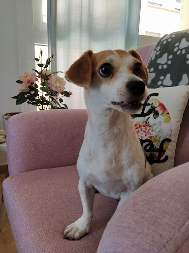 Hospital Veterinario La Flota – Murcia