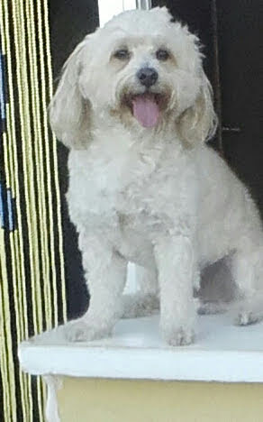 Hospital Veterinario La Rueda – Alcantarilla