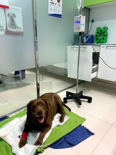 Hospital Veterinario La Salle 24 Horas – Sevilla