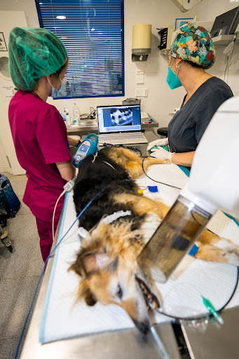 Hospital Veterinario Los Madrazo – Madrid