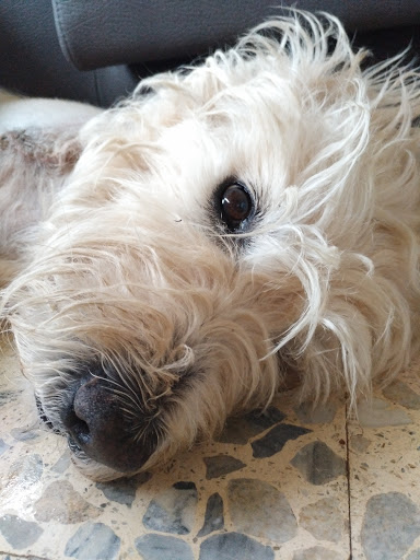 Hospital Veterinario Molins – Sant Vicenç dels Horts